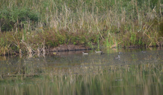 Number of Greylag Goose increases in Ghodaghodi bird sanctuary