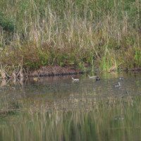 With price slump, farmers  cease harvesting tomatoes
