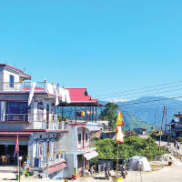 Sales of goats, mountain goats decline in Dashain