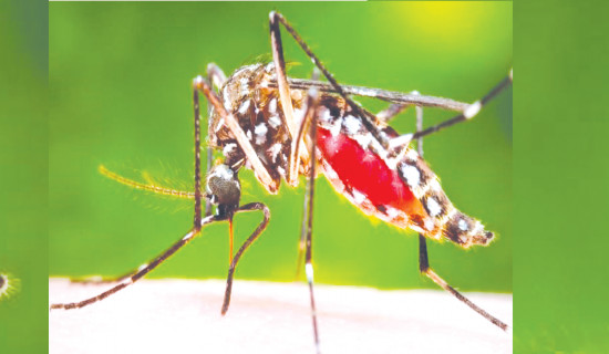 Dengue spreads by leaps and bounds
