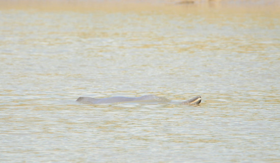 54 dolphins recorded in Kailali rivers