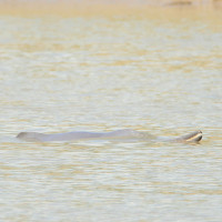 'Nature-based solutions help better adapt, protect more lives’