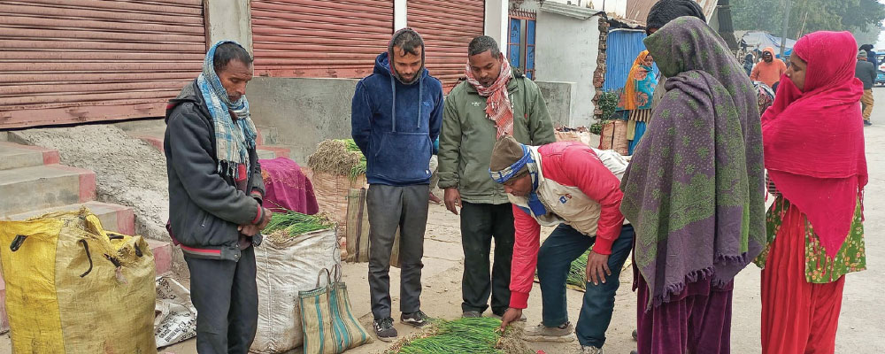 Koshi farmers earn from onion seedlings