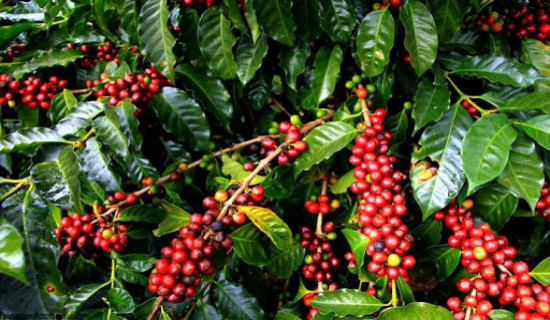 'Commercial coffee farming technical training' to coffee producers