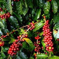 Lumbini Master Plan sees 3% progress in 5 years