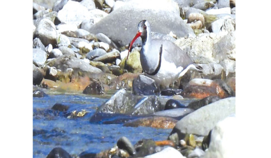 Waterbird census concluding in Hetauda today