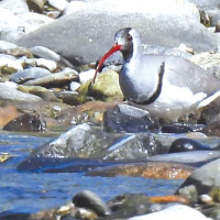 43 new cases, 48 recoveries in last 24 hours