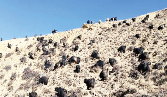 Temperature rise leaves mountains devoid of snow