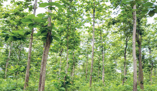 Community forest supporting underprivileged school children