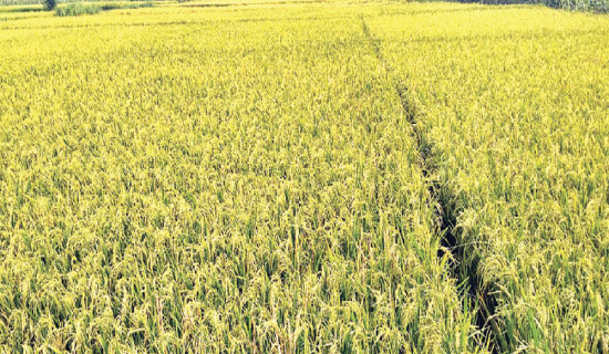 Decline in paddy production puts rice  self-reliance at risk