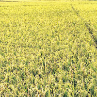 Tihar is a glorious festival of Nepali: PM Oli