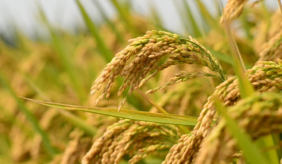 Paddy production projected to fall by 4.20 percent this year