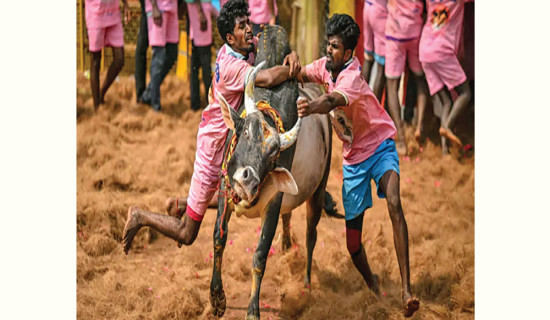 Indians risk death at annual bull festival