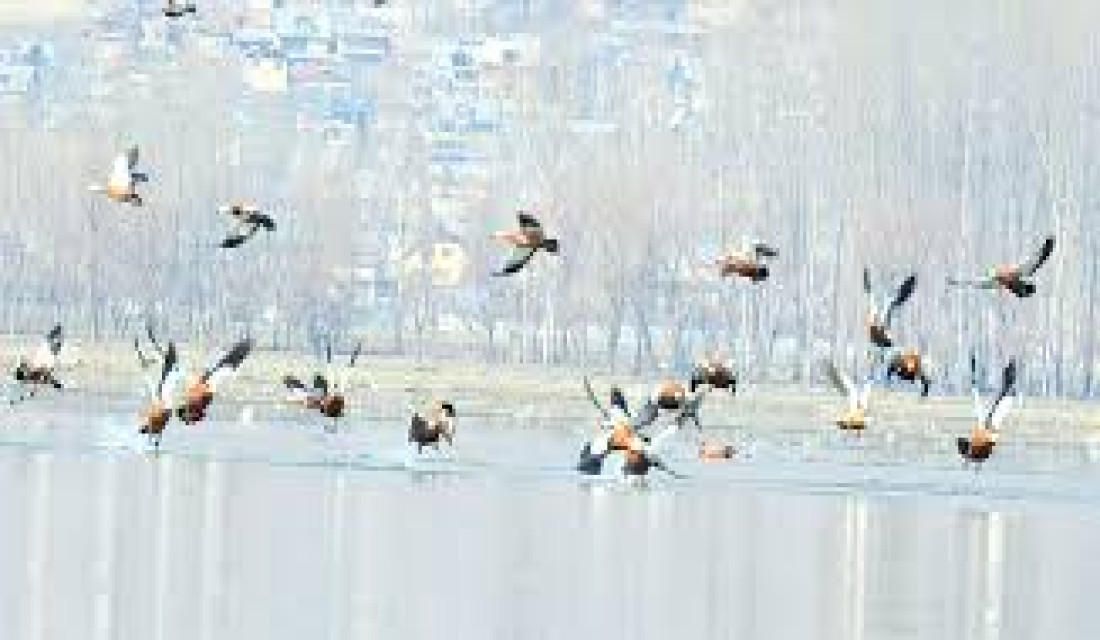 42 species of birds found in the Narayani River area