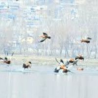 Gharial counting begins