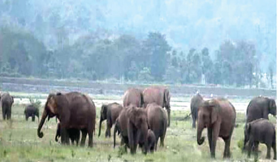 Dialogue held to reduce human-elephant conflict