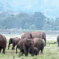 Shree Krishna Janmashtami celebration in pictures