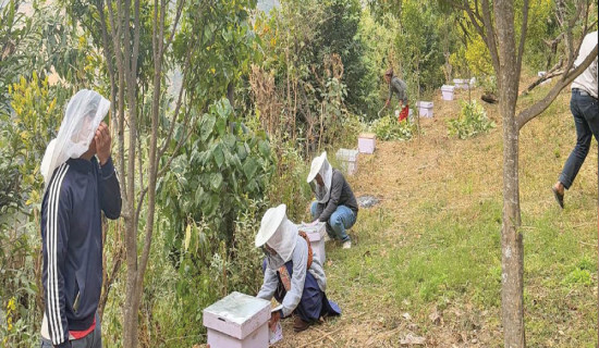 Honey production declines in Jajarkot