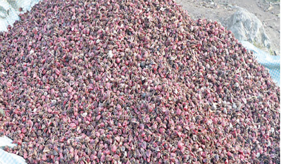 Cardamom exports surge on higher prices, output