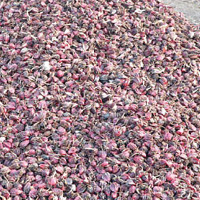 Mithila painting training workshop announced