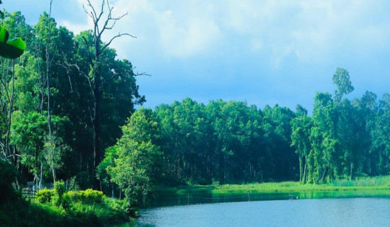 Yarsagumba is in crisis due to climate change