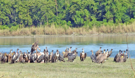 Strengthen safe zone for vultures