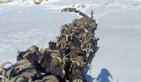 Heavy snowfall covers pastures, farmers find tough time to manage fodder for mountain goats in Mustang