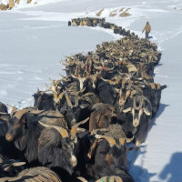 Youths start commercial organic farming in Sindhupalchok