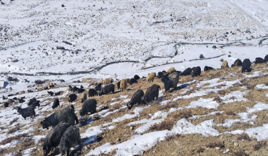 Snowfall: Boon to agriculture and animal husbandry