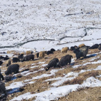 Youth of Jajarkot engaged in preserving indigenous art and culture