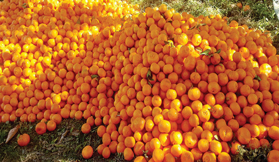 Baglung produces orange worth around Rs 270 million