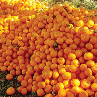 Birgunj Customs records food imports Worth Rs 11.57 billion in first half of FY 2082/83