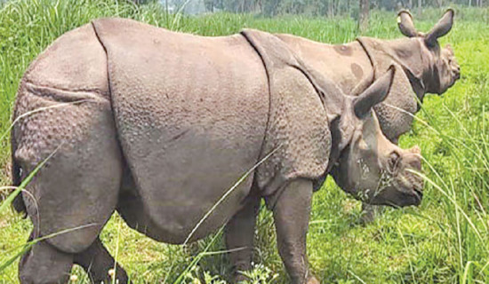 Man killed in rhino attack