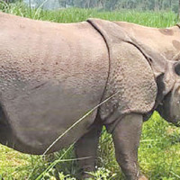 Disaster-induced death toll climbs to 244