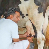 Orange production declines in Syangja