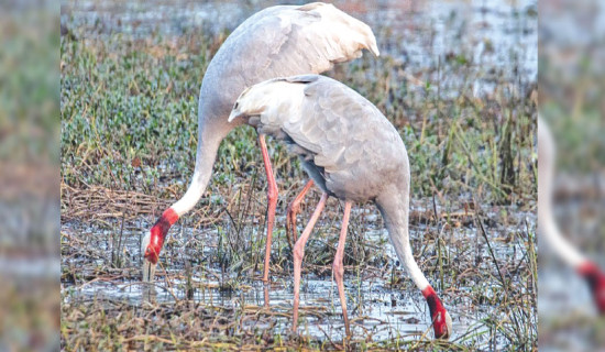 Kathmandu no longer safe for migratory birds