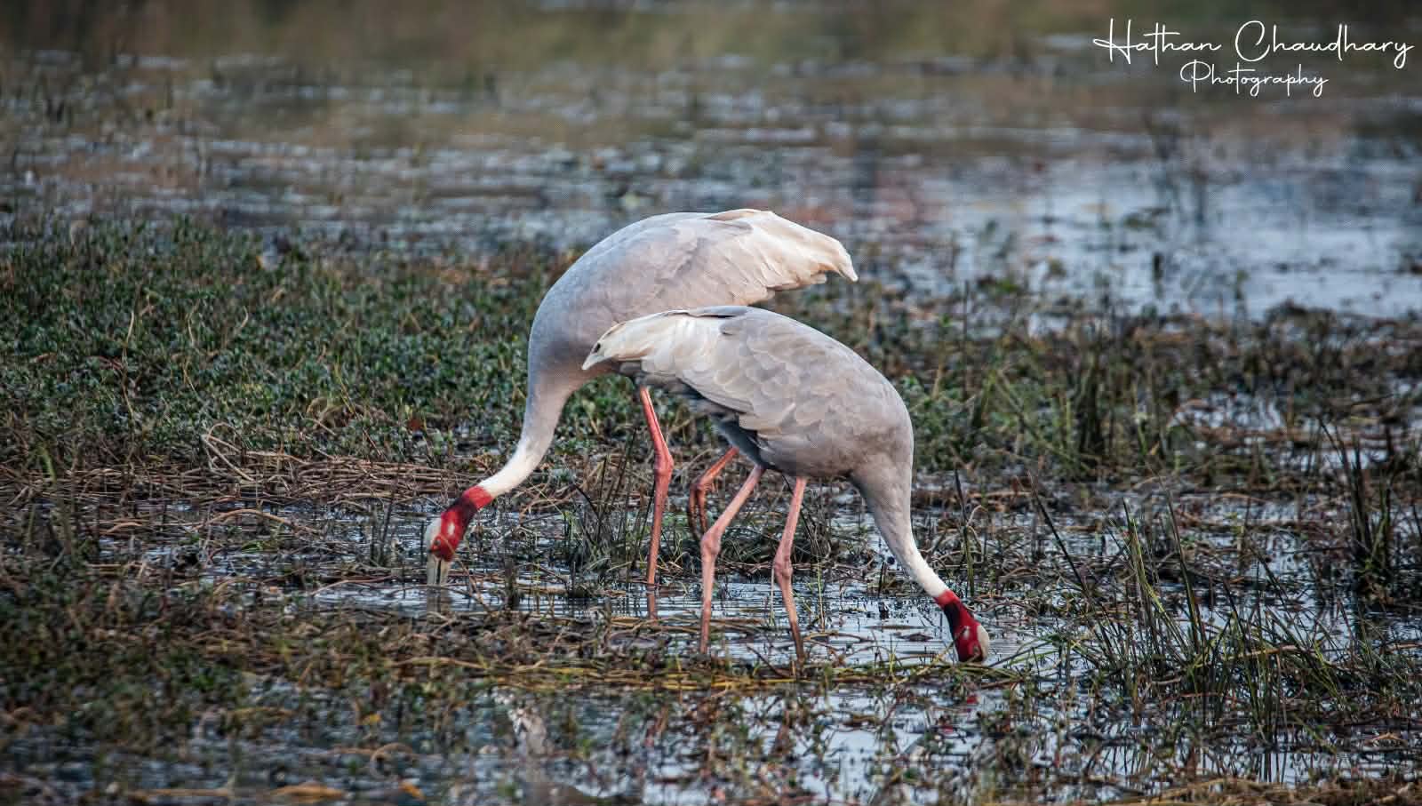Kathmandu no longer safe for migratory birds