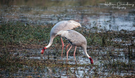 Price of cardamom soars, production falls
