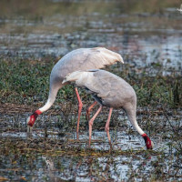 Nepali peacekeeping army injured in Lebanon