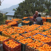 Compensation determined for households affected from hydel project