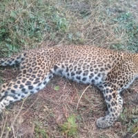 Slight increase in price of gold and silver