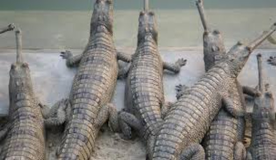 137 crocodiles released in Rapti river
