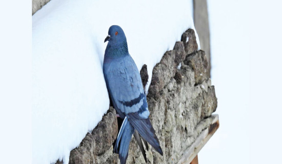 Cholera found in two patients admitted at Teku hospital