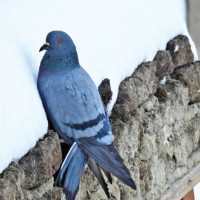 CM Lama and ministers take oath in Bagmati