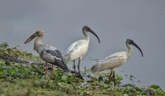 Number of water birds declines in Nepal in recent years