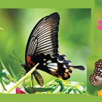 Nepal’s Mithila Artist Ranju Yadav’s solo exhibition in Germany