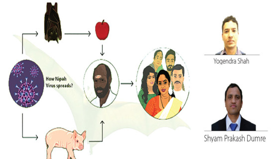 Risk Of Fatal Nipah Virus High In Nepal
