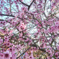 Magar community celebrates Maghe Sakrati (Photo Feature)