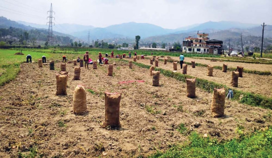 Magar community celebrates Maghe Sakrati (Photo Feature)