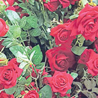 Kamala-Pathlaiya road project granted approval for tree management